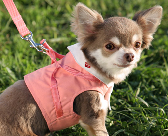 犬用胴輪 ボディーハーネス セーラーマリン ピンク 保冷剤付 犬と生活 モデル犬