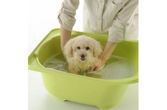 犬のお風呂 ペットバス グリーン リッチェル モデル犬